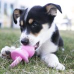 kong-puppy-binkie-lifestyle-1