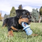 kong-puppy-binkie-lifestyle-2