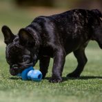 kong-puppy-binkie-lifestyle-3