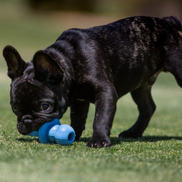 kong-puppy-binkie-lifestyle-3 kong-puppy-binkie-lifestyle-3