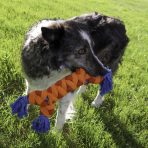 Black and white dog carrying the orange KONG Rope Rally Bone on the grass