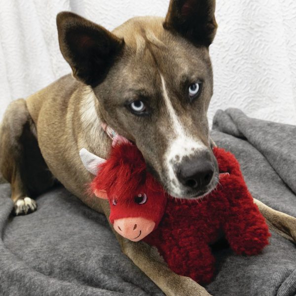 kong-toughz-highland-cow-medium-6 Husky-cross dog resting with the red KONG Toughz Highland Cow under its chin