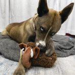 Dog chewing the KONG Toughz Mammoth on a blanket