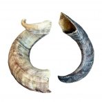lamb-horn-3