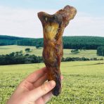 Human hand holding a single large ostrich foot – 100% natural dental dog chew for sensitive dogs premium natural long lasting hypoallergenic chew close up showing texture and size – high protein natural dog treat for allergies