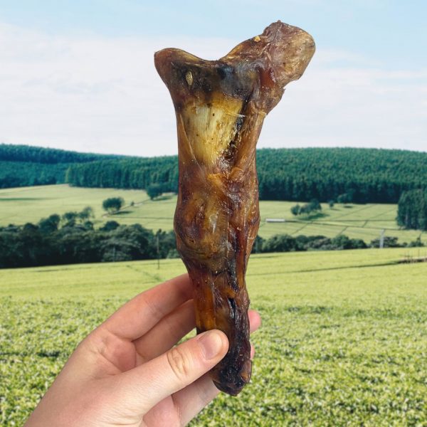 large-ostrich-feet-1 Human hand holding a single large ostrich foot – 100% natural dental dog chew for sensitive dogs premium natural long lasting hypoallergenic chew close up showing texture and size – high protein natural dog treat for allergies