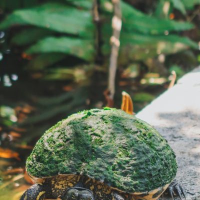 Reptile