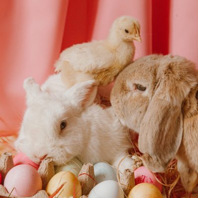 Small Animals