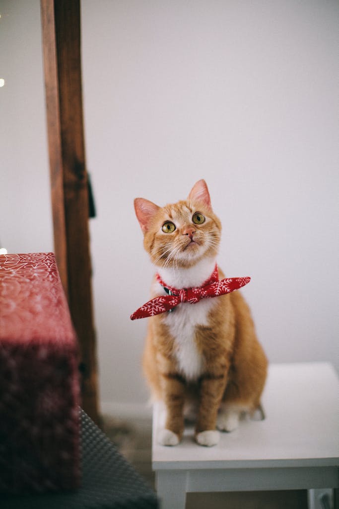 Shop cat supplies – food, litter, treats, toys and accessories