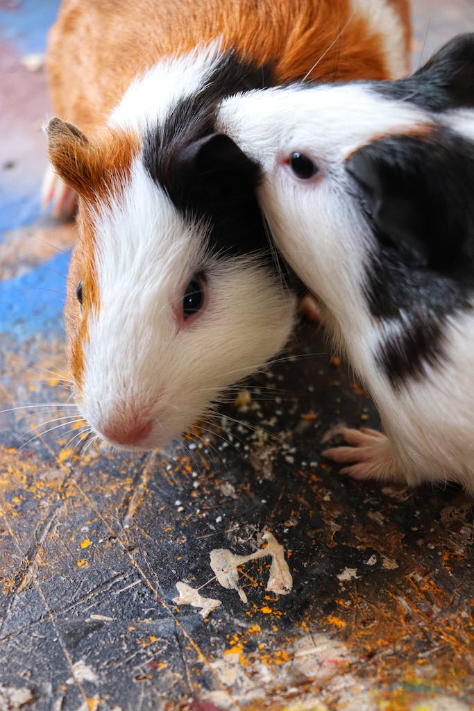 Shop small animal supplies – food, bedding and accessories