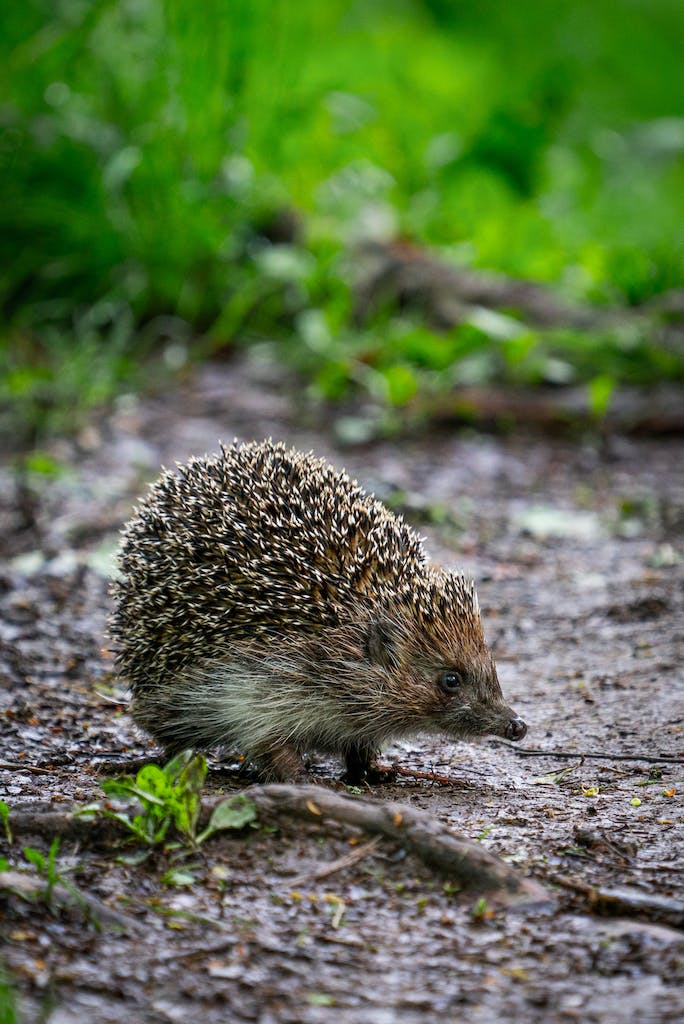 Shop wildlife food and accessories including wild birds, hedgehogs, swans and ducks