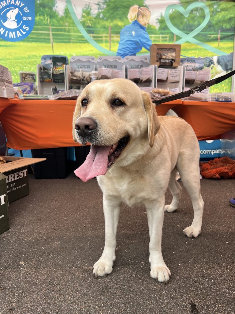 Thor the Goldador, Chief Taste-Tester for MAH Pet Supplies, helping out at a regional dog show event, on a Grey Halti Anatomy Multi-Lead 